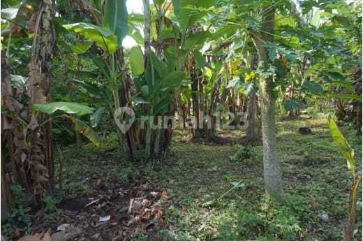 Dijual Tanah Murah Ubud Lodtunduh Itr Kuning Cocok Villa