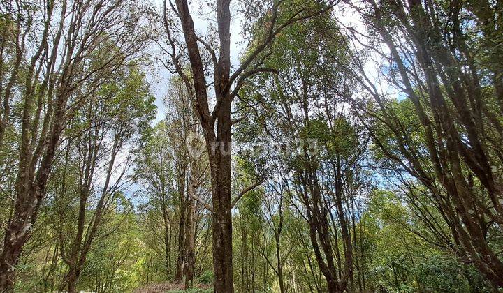 For Sale Freehold Land Munduk Buleleng Full View  1