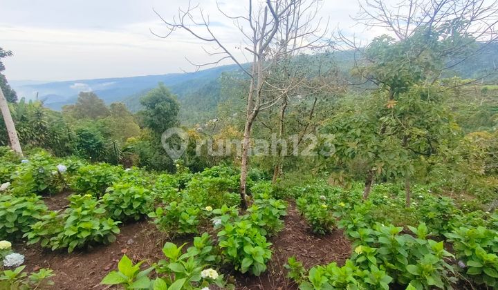 Dijual Tanah Murah Munduk Buleleng Harga Nego Dijual Tanah Murah Munduk Buleleng Harga Nego