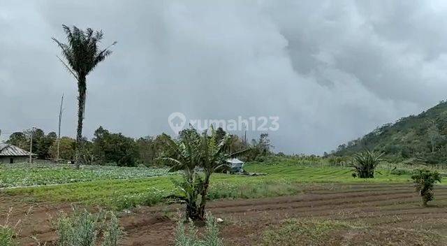 For Sale Premium Land Gesing Munduk Bali Negotiable 1