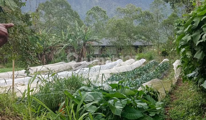 Dijual Tanah Murah Bedugul Tabanan Bali Harga di Bawah Pasar