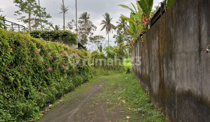 Dijual Tanah Murah Lodtunduh Ubud Bali Harga Bisa Nego Dijual Tanah Murah Lodtunduh Ubud Bali Harga Bisa Nego