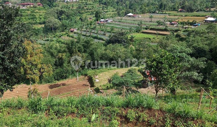 Dijual Tanah Murah Bedugul Bali Harga bisa Nego