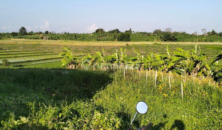 Land for Sale Small Plot Tumbakbayuh Pererenan Bali 1