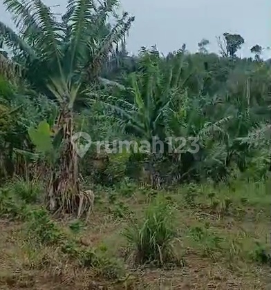 For Sale Land Munduk Buleleng Spectaculer View Nego Price