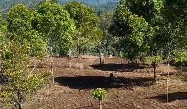 For Sale Premium Land Munduk Buleleng Bali Negotiable Price 2
