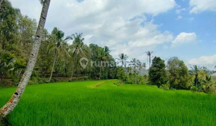 For Sale Super Cheap Land Munduk Buleleng Bali View Rice Fields 2