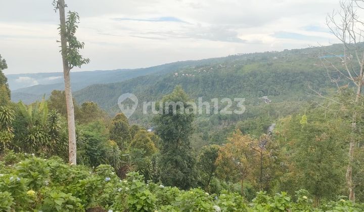 Dijual Tanah Murah Munduk Buleleng Harga Nego