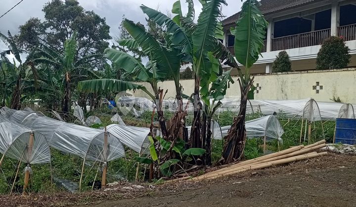 Dijual Tanah Murah Pancasari Bedugul Harga bisa Nego Dijual Tanah Murah Pancasari Bedugul Harga bisa Nego