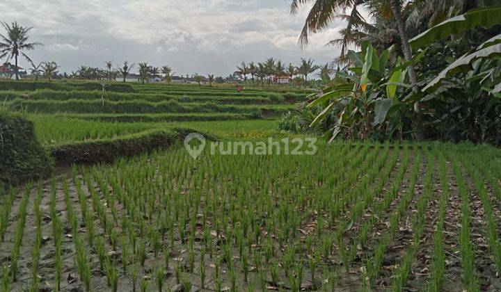 Dijual Tanah Murah Ubud View Sawah Itr Kuning Cocok Villa 1