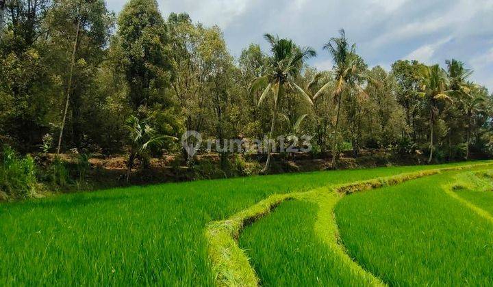 For Sale Super Cheap Land Munduk Buleleng Bali View Rice Fields 1