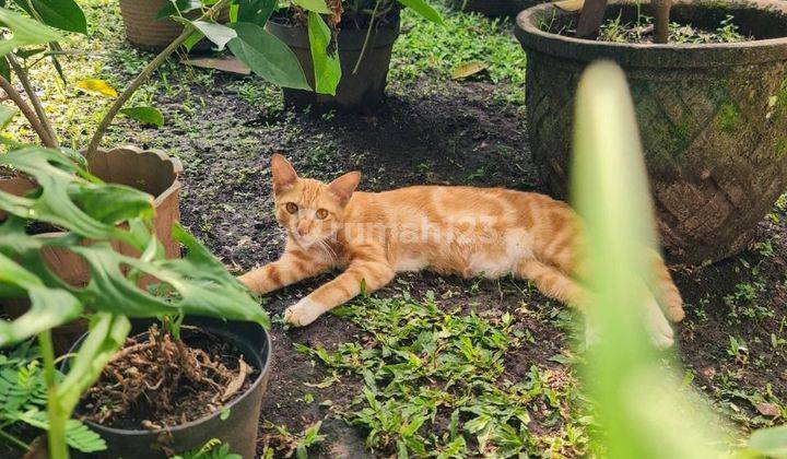 Rumah Klasik Modern Taman Holis Indah Bagus 1