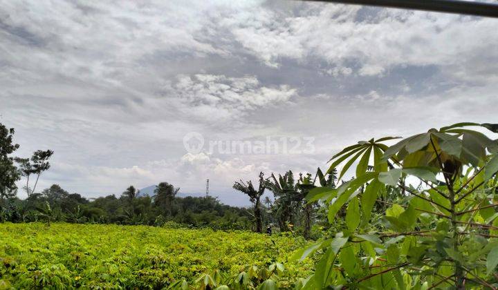 Dijual Tanah Kebun Desa Cadas Ngampar Sukaraja Kabupaten Bogor 2