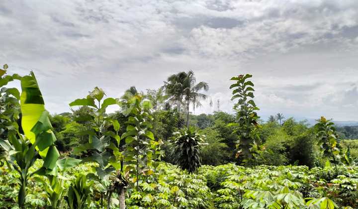 Dijual Tanah Kebun Desa Cadas Ngampar Sukaraja Kabupaten Bogor 3