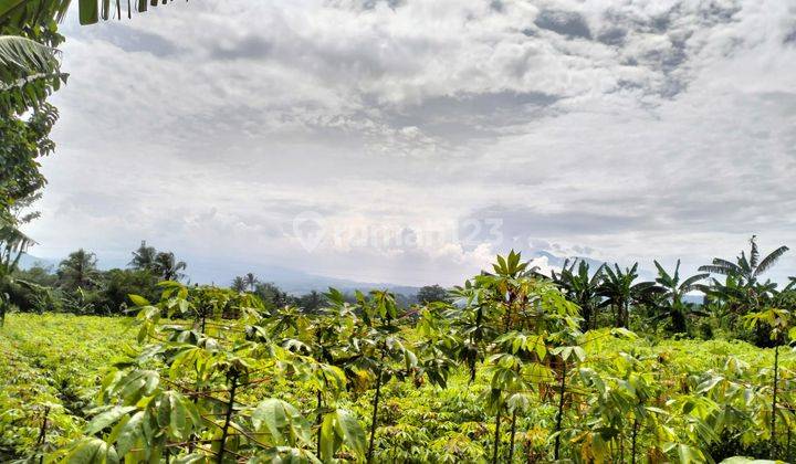 Dijual Tanah Kebun Desa Cadas Ngampar Sukaraja Kabupaten Bogor 6