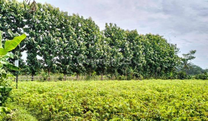 Dijual Tanah Kebun Desa Cadas Ngampar Sukaraja Kabupaten Bogor 7