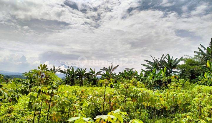 Dijual Tanah Kebun 500 Meter Persegi Desa Cadas Ngampar Sukaraja Kabupaten Bogor 5
