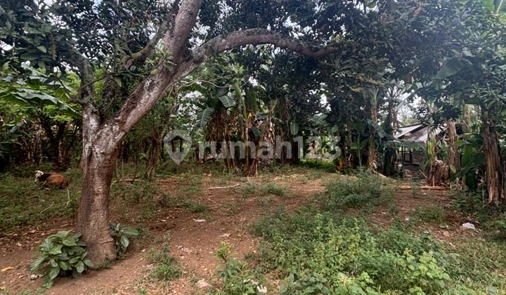 KANVING DI DESA ROWO KALIPURO BANYUWANGI LUAS 256 M2 HANYA 80JT KANVING DI DESA ROWO KALIPURO BANYUWANGI LUAS 256 M2 HANYA 80JT