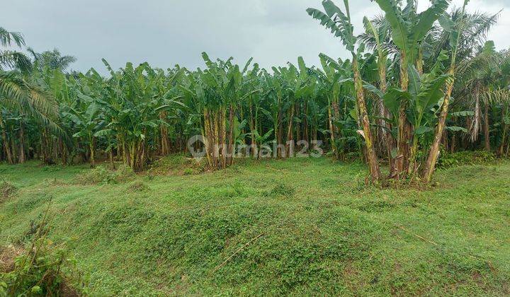 Tanah Jl Desa Kelambir Pantai Labu Deli Serdang Sumatera 1