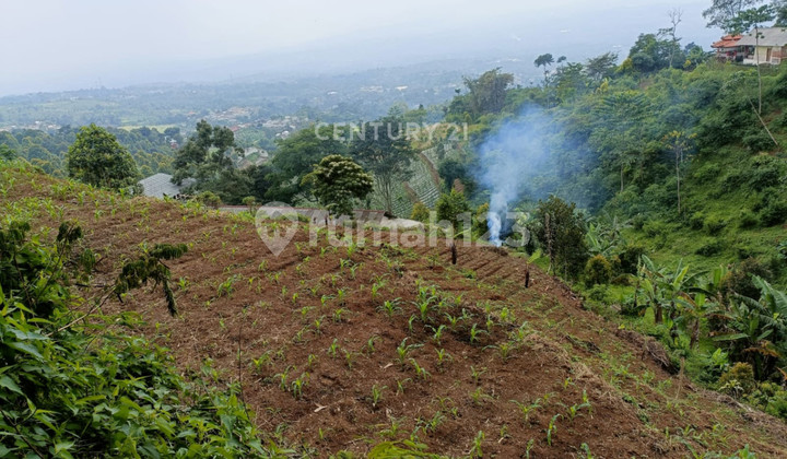 Strategic Land in the Villa Area of Cipelang Village, Cijeruk, Bogor Strategic Land in the Villa Area of Cipelang Village, Cijeruk, Bogor