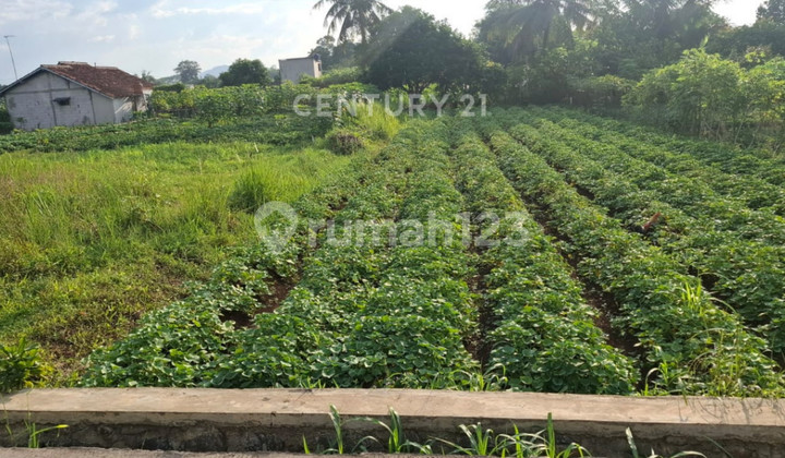 Kavling Dekat  IPB Dramaga Cocok Usaha Kos Di Cikarawang Bogor