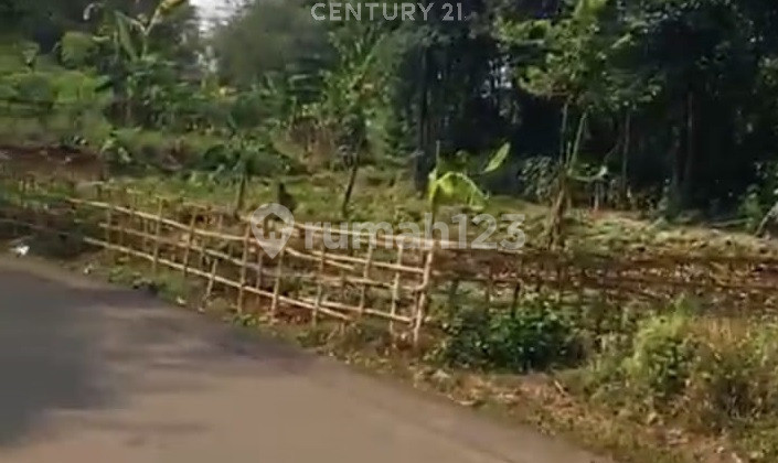 Kavling Strategis Dekat Stasiun di Jl Raya Tenjo Cilaku Kab Bogor Kavling Strategis Dekat Stasiun di Jl Raya Tenjo Cilaku Kab Bogor