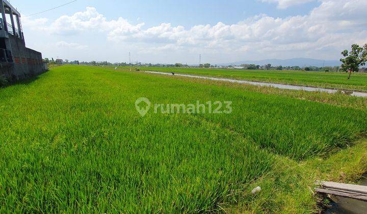 3 Tanah Sawah Cocok Untuk Perumahandekat Rsup Dr Soeradji Klaten Selatan 2