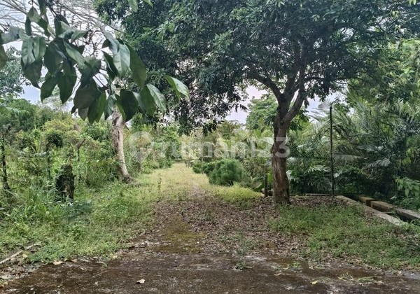 Tanah 24600 Meter Persegi Cocok Untuk Homestay/Glamping, Wonokerto, Turi Tanah 24600 Meter Persegi Cocok Untuk Homestay/Glamping, Wonokerto, Turi