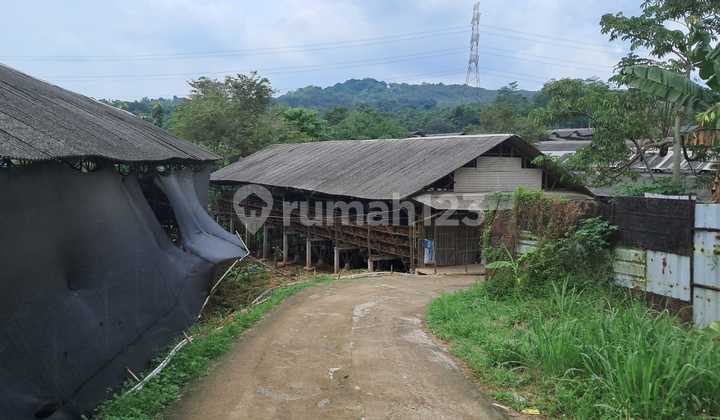 Pabrik peternakan ayam sudah berijin lengkap SHM 11 hektar aktif dan menguntungkan Bogor