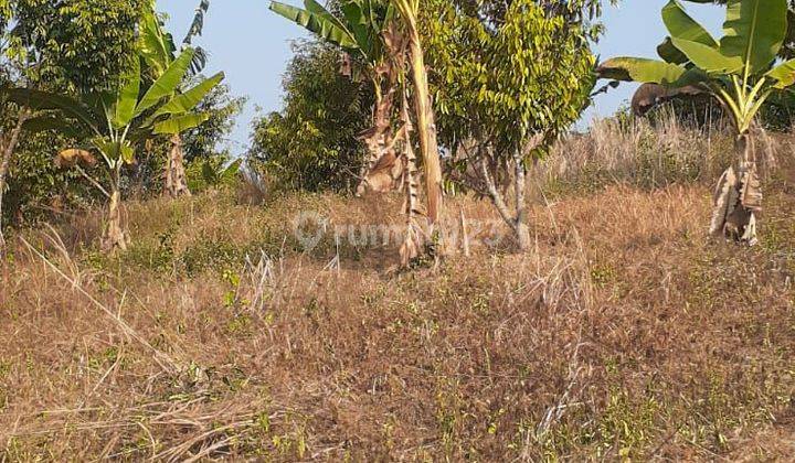 Dijual Tanah Bonus Kebun di Panacaran Munjul Pandeglang 1