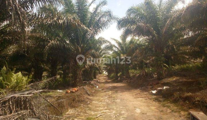 Dijual Tanah Dan Kebun Kelapa Sawit Kab Sambas Kalimantan Barat 1