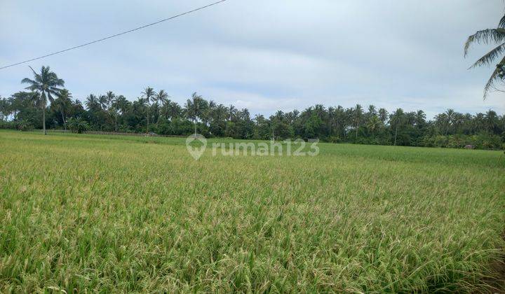 Tanah Dijual Di Jl Raya Tanjung Lesung Pandeglang Banten 2