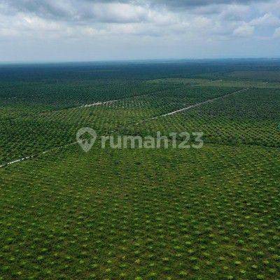 Kebun kelapa saawit dijual di kabupaten banjar kalimantan selatan 1