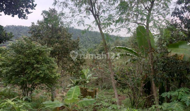 Tanah dijual di bojong genteng kabupaten sukabumi jawa barat 2