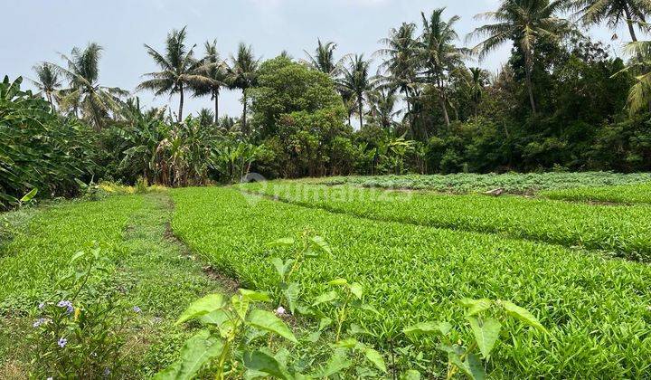 Tanah dijual murah di sepatan timur kabupaten tangerang 1