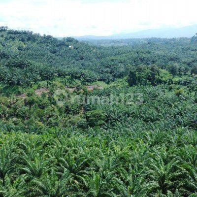 Dijual Tanah Kebun Kelapa Sawit Di Kab.Kaur Bengkulu Rp.1500/m² 1