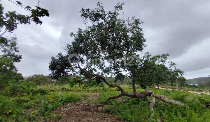 Tanah Dijual Cepat Harga di Bawah NJOP Jl Pantai Balangan Badung