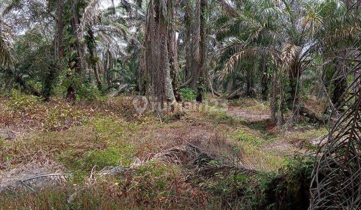 Dijual Kebun Kelapa Sawit Di Kabupaten Indragiri Hulu Riau 2