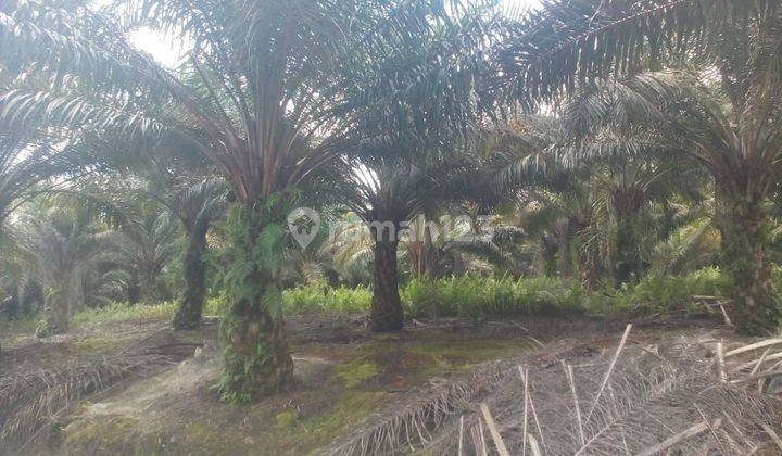 Dijual Tanah Dan Kebun Kelapa Sawit Kab Sambas Kalimantan Barat 2