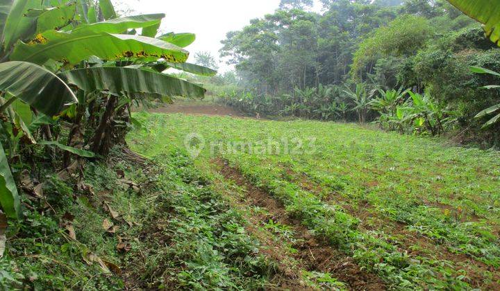 Tanah Dijual Di Jl Rancamaya Bojongkerta Bogor Selatan 2