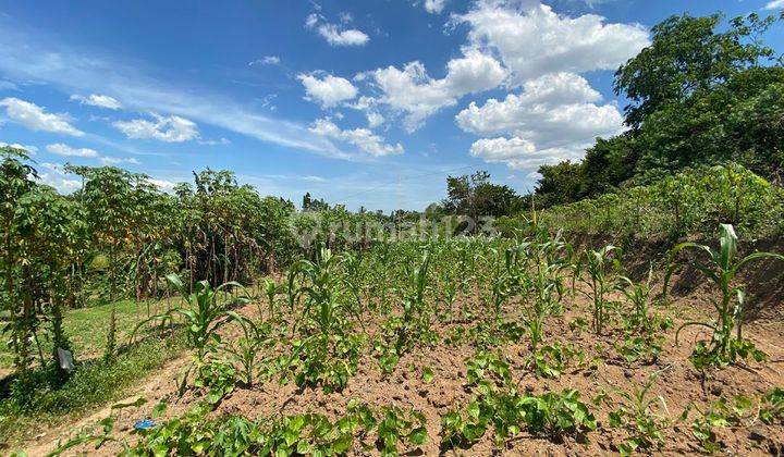 Dijual Tanah Kosong Di Sepang Kecamatan Taktakan Serang Banten 1