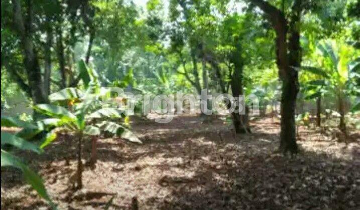 TANAH LUAS LOKASI STRATEGIS HARGA DIBAWAH PASARAN DI KP. CIPEUCANG, CILEUNGSI, BOGOR