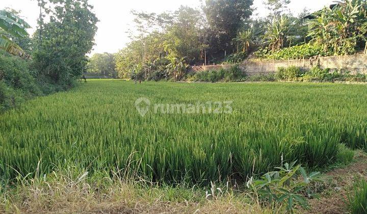 Persawahan dengan lokasi strategis boja kendal 1