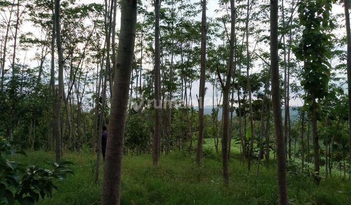 Dijual tanah pinggir jalan antar kampung shm 1