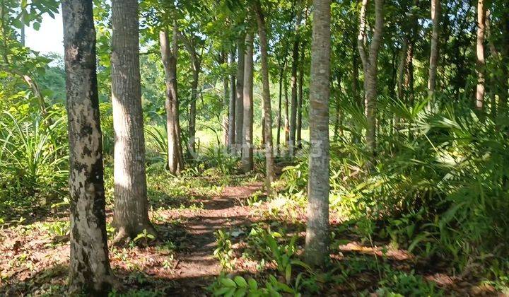 Di jual tanah kebun dekat SMK bina mandiri kota labuan bajo 1