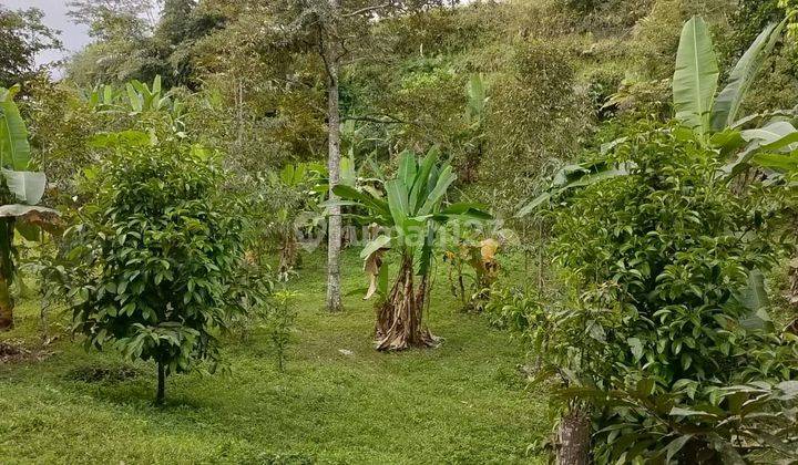 Di Jual Tanah Kebun Buah-Buahan Di Narmada Lombok 2