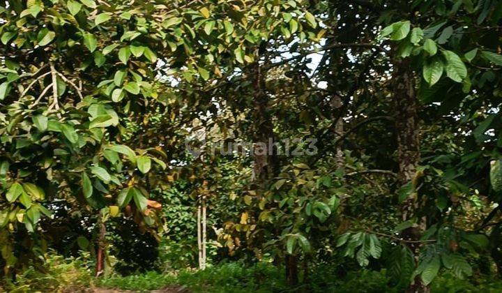 Di Jual Tanah Kebun Full Buah Sudah Panen Lingsar Lombok 1