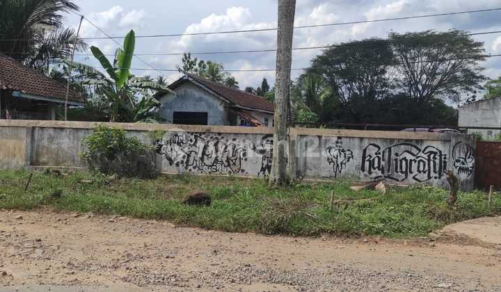 Dijual Kavling Tanah Jagung Gunung Sugih Besar Lampung Tengah 3