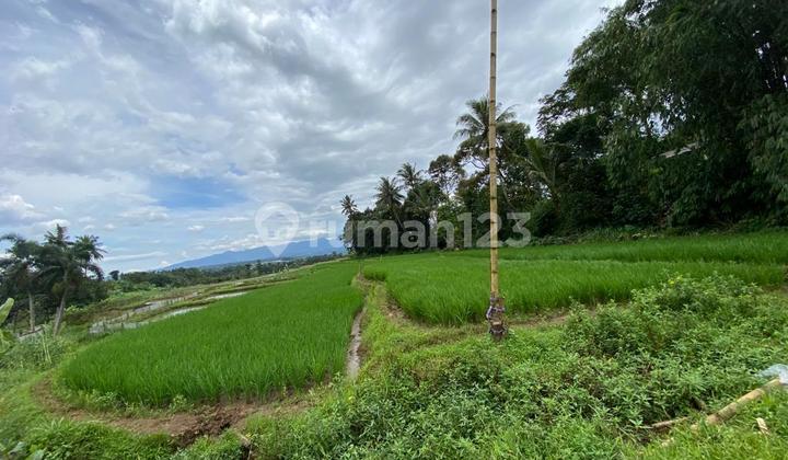Dijual Tanah Cigombong Sukabumi Lingkungan Asri Cocok Bangun Pesantren 3