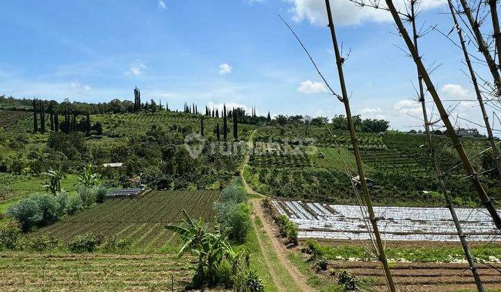 Kebun Pertanian Sayur Bunga Kota Batu Lokasi Strategis 2